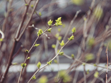 В Нижнем Новгороде потеплеет до +16°C
