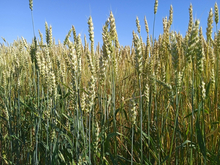 Тюменская компания построит элеватор, чтобы экспортировать зерно во Вьетнам