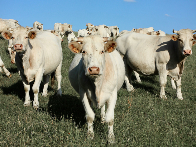 Для создания отечественных ветеринарных препаратов Кабмин выделит 5 млрд руб. Для создания отечественных ветеринарных препаратов Кабмин выделит 5 млрд руб.