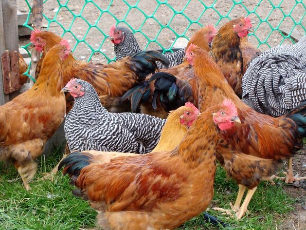 Птицефабрика Среднеуральская сменила владельцев Птицефабрика Среднеуральская сменила владельцев