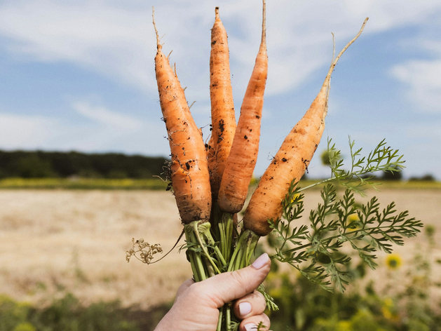 Зимой 2024/2025 спрос агросектора России на сельхозрабочих вырос в три раза Зимой 2024/2025 спрос агросектора России на сельхозрабочих вырос в три раза