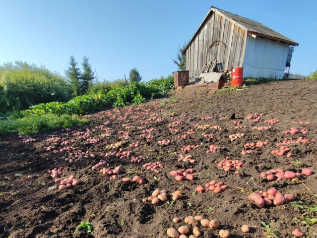 Картофель за прошлый год подорожал почти в 2 раза. Госдума просит ввести регулирование цен Картофель за прошлый год подорожал почти в 2 раза. Госдума просит ввести регулирование цен