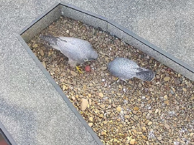 Уралсиб ввел «режим тишины» на период гнездования сапсанов