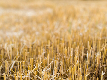 Аграрии Челябинской области увеличат объемы экспорта зерна и масленичных культур 