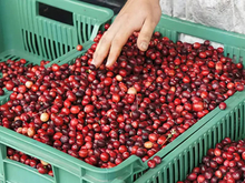 Тюменский бизнесмен хочет создать в лесах ягодные заготовительные пункты