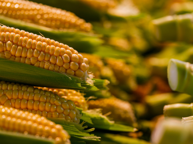 РЭЦ перечислил рынки, где российский экспорт может потеснить европейских производителей