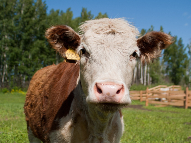 В Свердловской области с торгов продадут 26% акций совхоза «Шумихинский»