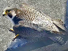 Сапсаны Уралсиба «перенесли» онлайн-трансляцию на следующий год