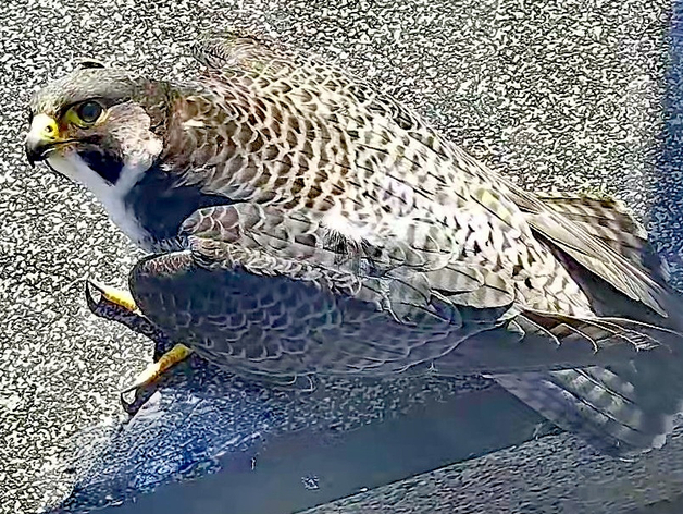 Сапсаны Уралсиба «перенесли» онлайн-трансляцию на следующий год