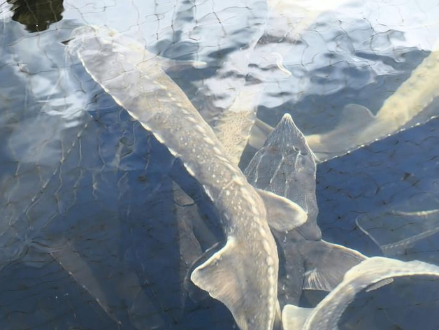 В 2025 г. почти в три раза увеличился экспорт рыбы из Свердловской области в ОАЭ