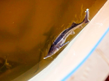 Тюменские ученые разработали новый вид комбикорма для выращивания осетра