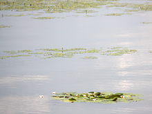 В трех водоемах Тюмени официально разрешили купаться