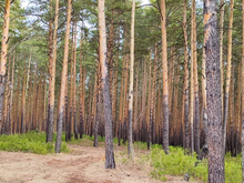 Под Сысертью выставили на продажу земельный участок площадью более 50 га для ИЖС