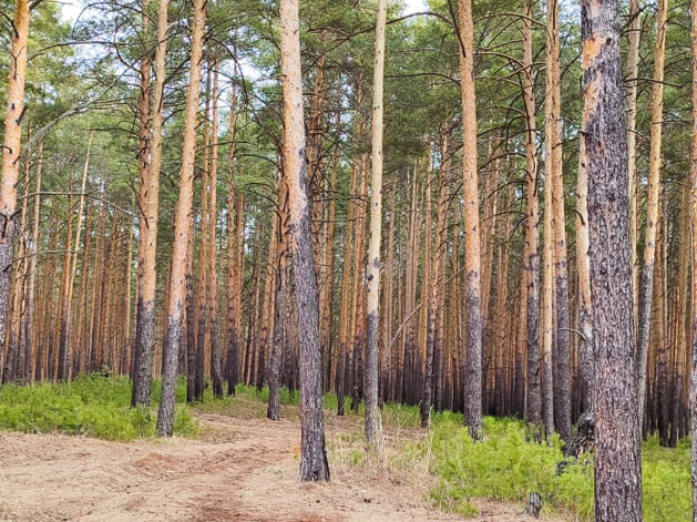 Под Сысертью выставили на продажу земельный участок площадью более 50 га для ИЖС