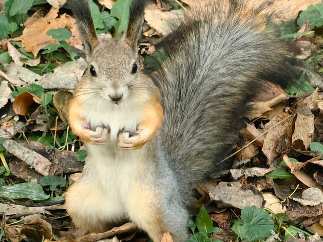 Борьба накаляется: голосование за новые парки в Екатеринбурге завершится через два дня