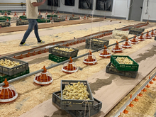 Инвестиции — 200 млн руб. В Нижегородской области запустили три птичника
