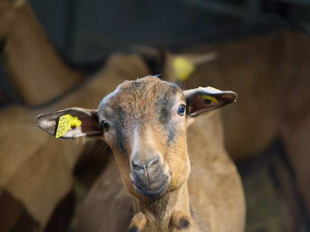 «Кто сказал, что частники не могут производить сыр?» — Светлана Корабель, ЮС Когенс