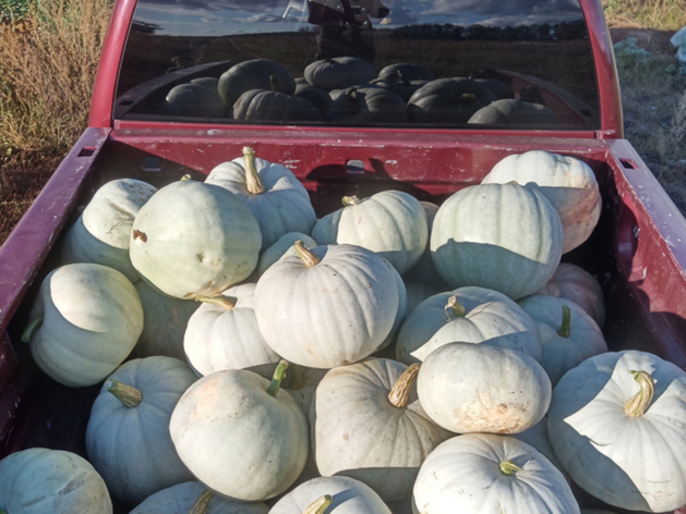 Казалось бы, овощи и ягоды в области мы можем вырастить себе сами. Но нет. Почему?