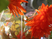 Семейный фестиваль в Петербурге обойдётся бюджету в 79 миллионов рублей