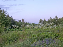 В Нижегородской области направят на борьбу с борщевиком более 40 млн руб.
