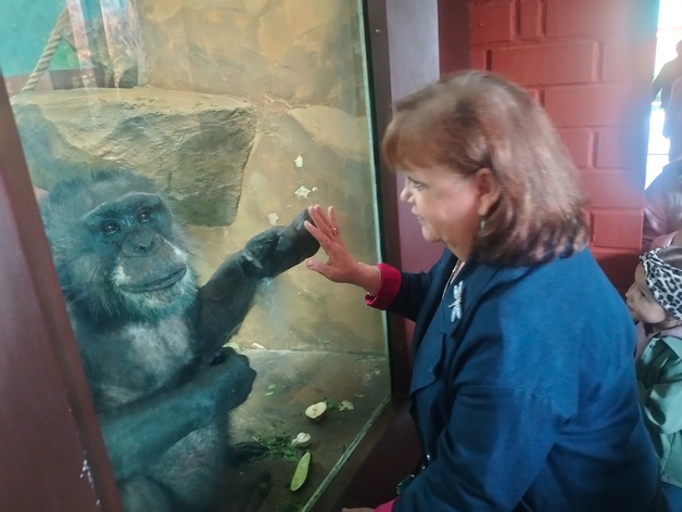 Екатеринбургскому зоопарку 95 лет: по каким законам живет звериная мини-вселенная Екатеринбургскому зоопарку 95 лет: по каким законам живет звериная мини-вселенная