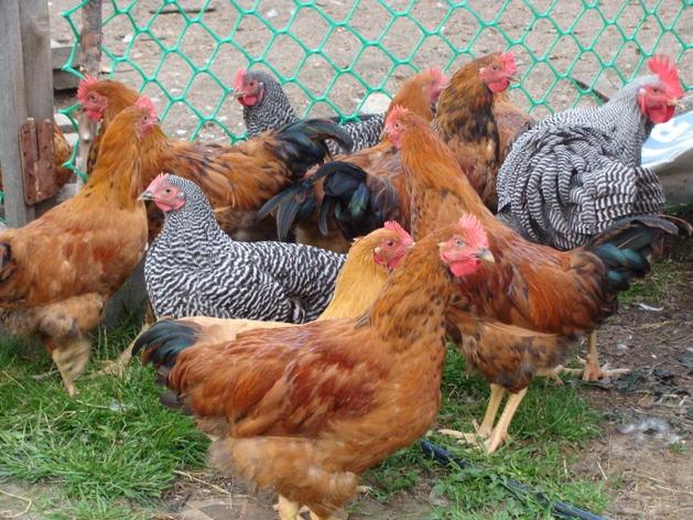 Российские фермеры начали избавляться от поголовья кур-несушек Российские фермеры начали избавляться от поголовья кур-несушек