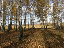 В Тюмени запущено производство биодобавки из коры березы