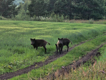 Тюменские фермеры сократили площади посевов из-за нашествия кабанов