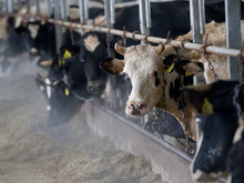 Челябинский фермер возместил ущерб после хищения субсидии Минсельхоза 