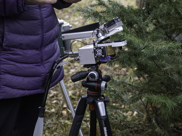 Уральские ученые выяснили, что сосна удерживает углерод дольше других хвойных деревьев