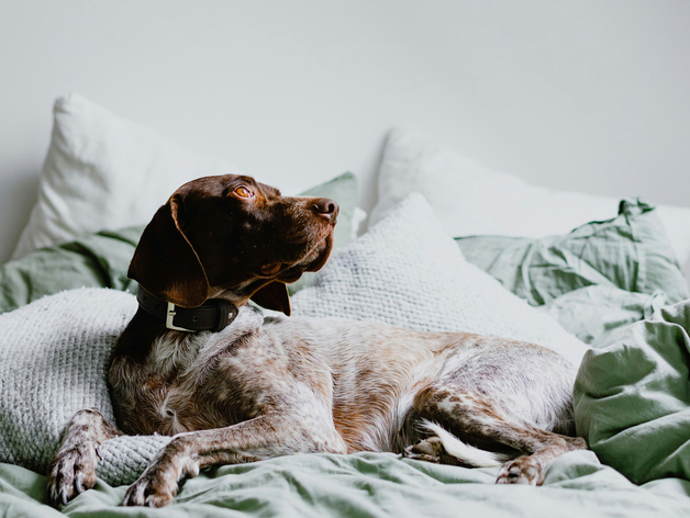 ГК «Аскона» объявила о завершении процедуры обратного выкупа бизнеса ГК «Аскона» объявила о завершении процедуры обратного выкупа бизнеса