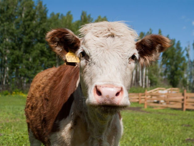 В Свердловской области стало меньше коров, а молока и мяса больше