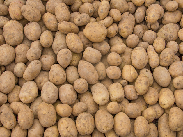 Россия сократила объем импорта картофеля