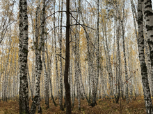 Тюменские производители БАД из березовой коры выбрали белорусское сырье