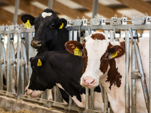 «Тюменские молочные фермы» запасутся кормами на два года вперед