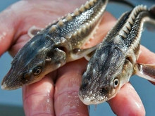 Тобольский рыбзавод собирается заняться разведением стерляди