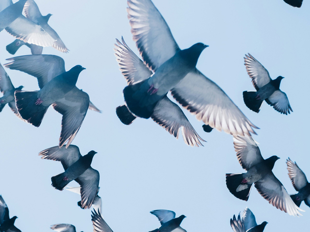 Канцлер Германии заявил, что анонсированный саммит глав России и Украины не состоится