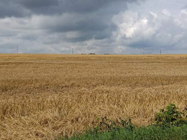 Россия и КНР создадут зерновой кластер за 10 млрд рублей