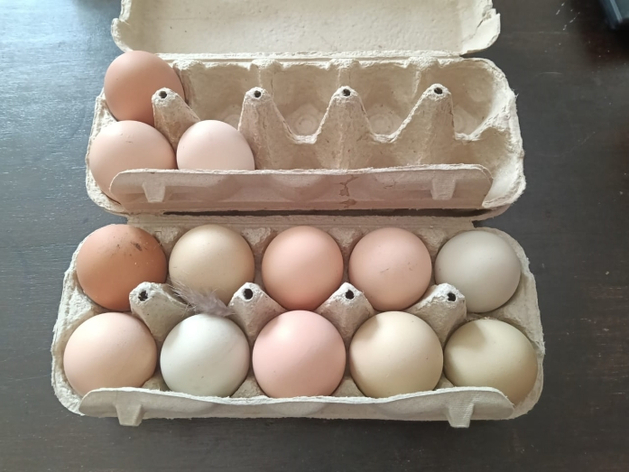 В Америку впервые поехали яйца российских домашних кур