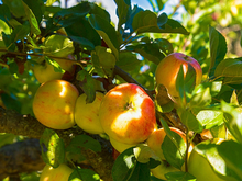 Выставка работ уральских художников открылась в старинном саду, о котором мало кто знает