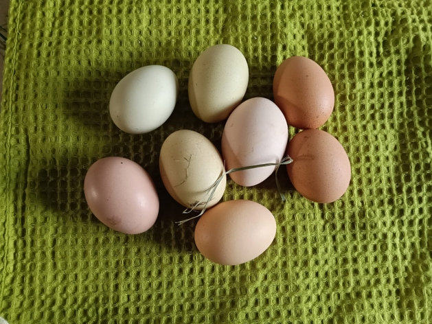 Куриные яйца резко подешевели, производство в кризисе