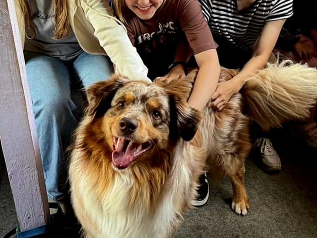 У Екатеринбурга все-таки будет свой приют для животных