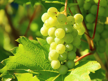 Бренд без города: «Мое вино» проиграло спор за товарные знаки «Геленджик»