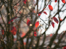 Пасмурно, но довольно тепло в Новосибирске на выходных