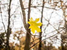 Тепло, пасмурно и почти безветренно в Новосибирске