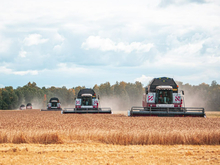 Объем экспорта зерна из Тюменской области в этом году уменьшился на 46%