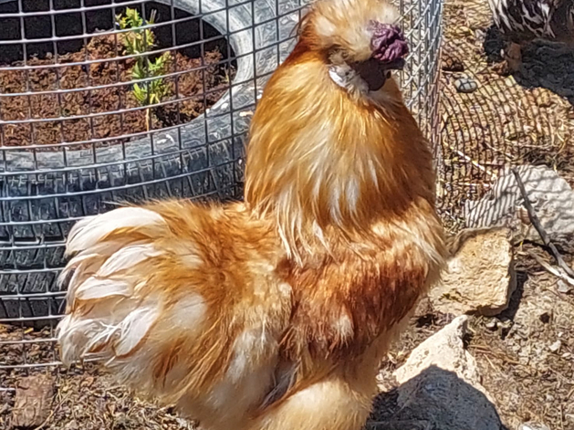 В Сирии вырастят 30 тысяч уральских цыплят В Сирии вырастят 30 тысяч уральских цыплят