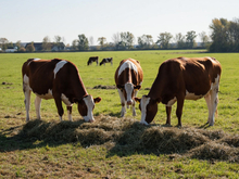 В Красноярске продается действующий мясокомбинат с оборотом в полмиллиарда
