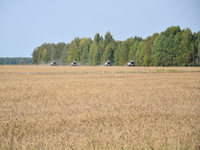 В Тюменской области рекорд урожайности зерна, но собрали меньше, чем в 2022 году: почему