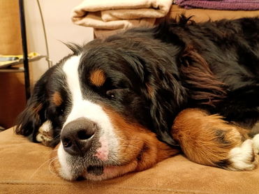 Pet-friendly сервис увеличивает число бронирований в отелях до 20%